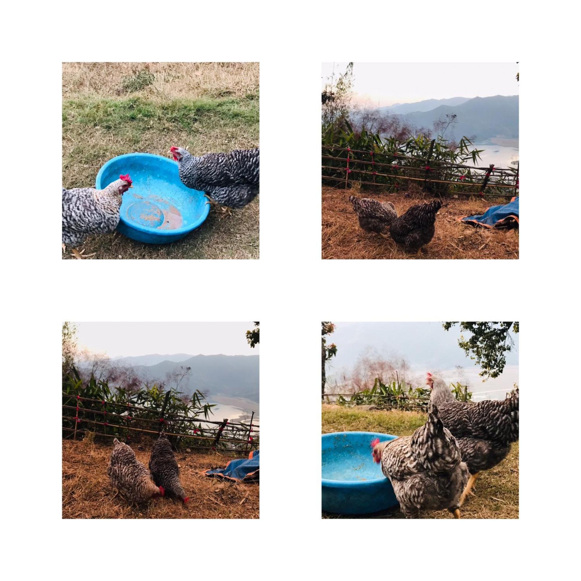 Hom'S Homestay & Farmstay Sarangkot Pokhara Dış mekan fotoğraf