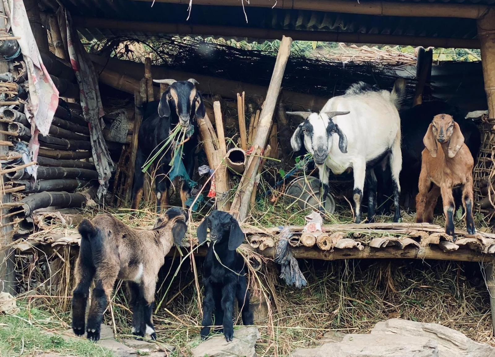 Hom'S Homestay & Farmstay Sarangkot Pokhara Dış mekan fotoğraf